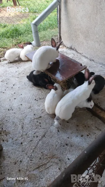 Зайци, снимка 1