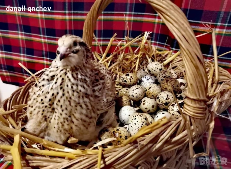 пъдпъдъчи яйца винаги пресни 12бр тарелка, снимка 1