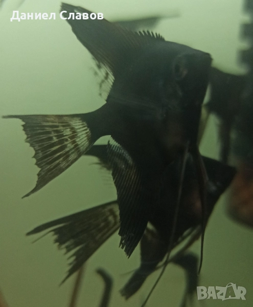 ЧЕРНИ ШЛАЕРНИ СКАЛАРИИ , снимка 1