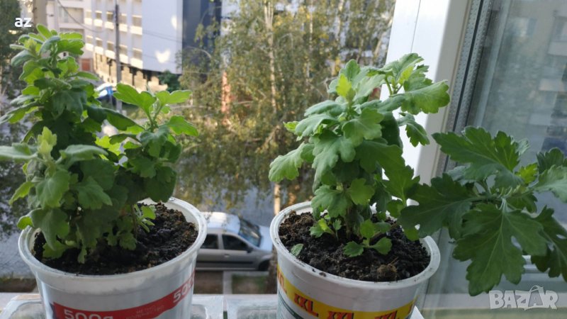 Хризантеми , снимка 1