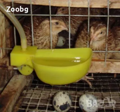 автоматични поилки за пъдпъдъци, снимка 1