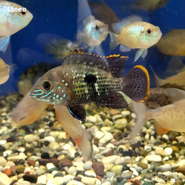 Еквиденс ривулатус 6-7см, снимка 1