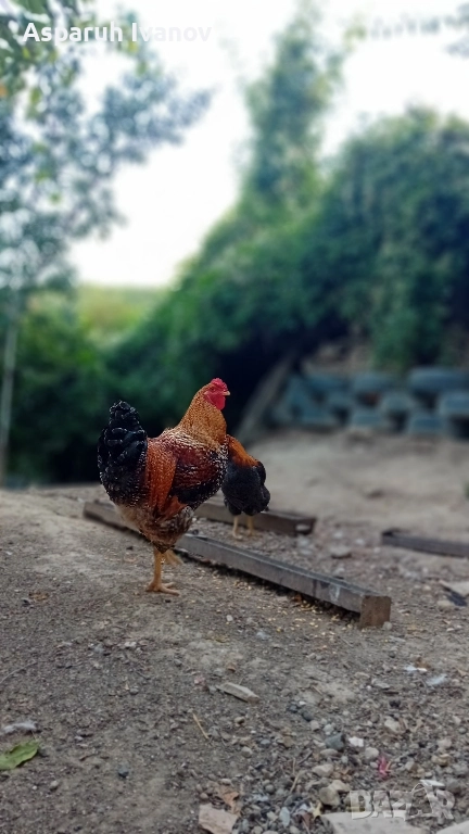 млади петли , снимка 1