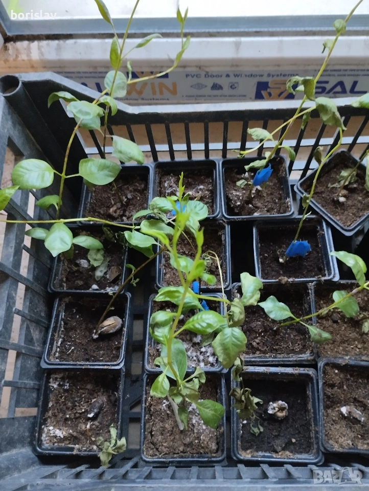 Дръвче Шам Фъстък, снимка 1