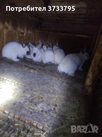 Калифорнийски зайци , снимка 8 - Други - 50565270