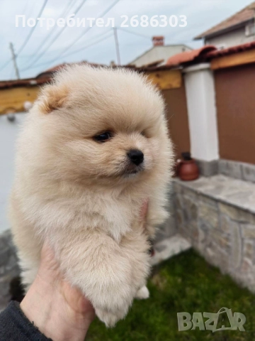 Пумеранчета , снимка 2 - Померан - 52869070