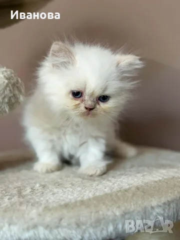 Персийско коте. , снимка 3 - Персийска - 56153471