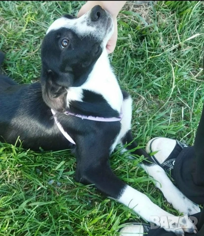 СПЕШНО ПОДАРЯВАМ ПЕТ ГОНЧЕТА БЕБЕТА