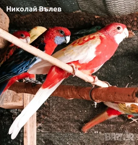Двойка робино и пъстри, снимка 1