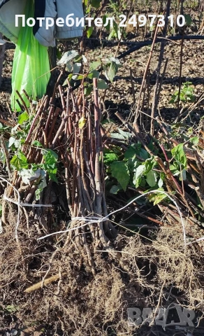 Продавам разсад малини , снимка 5 - Разсади - 53911198