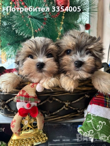 йорки бивър мини, снимка 3 - Йоркширски териер - 52897820