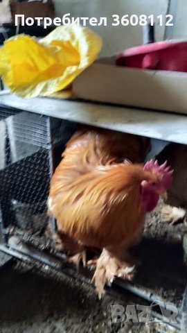 Продавам оплодени яйца , снимка 5 - Кокошки и пуйки - 39593851