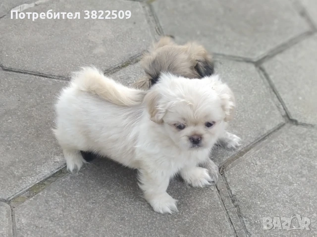 продавам пекинез , снимка 1