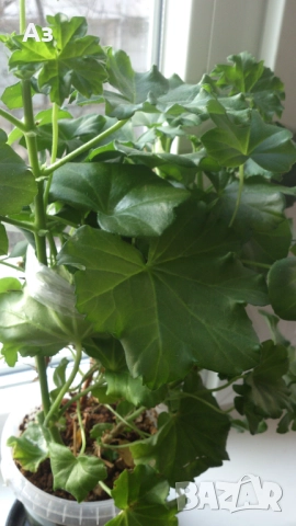 Продавам разсад - висящи мушката; микс цветове, снимка 16 - Стайни растения - 52958131