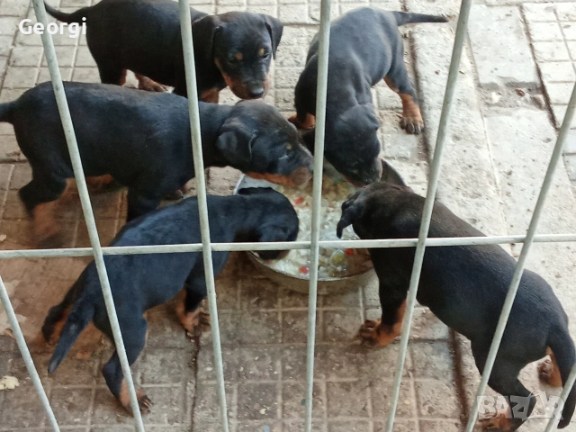 Продавам 6 бр. малки кучета ягтериери., снимка 6 - Ягдтериер - 53265603