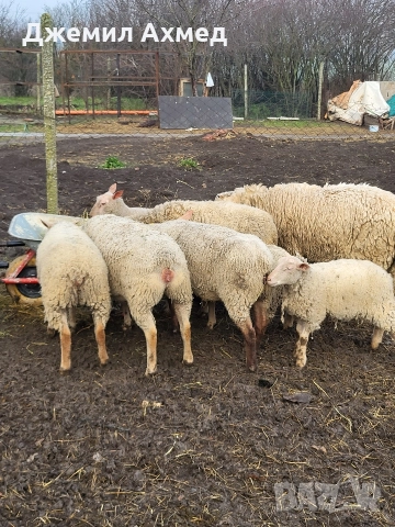 Мутони шароле, снимка 2 - Овце - 52979023