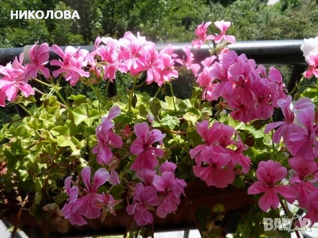 САКЪЗЧЕТА - резници, снимка 4 - Градински цветя и растения - 45804212