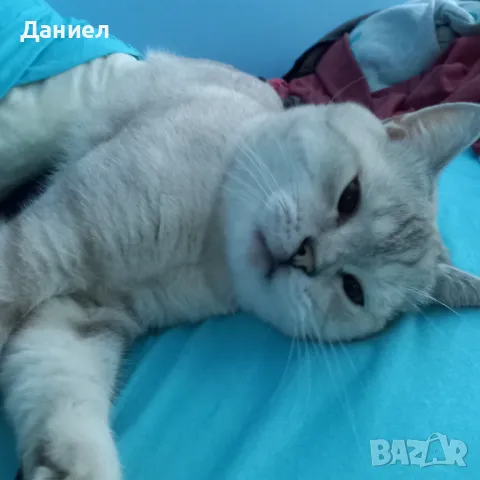 Британец за Разплод, снимка 2 - Британска късокосместа - 47281889