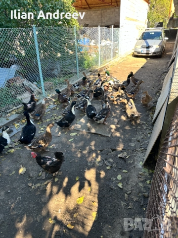 Крякащи / врякащи юрдечки