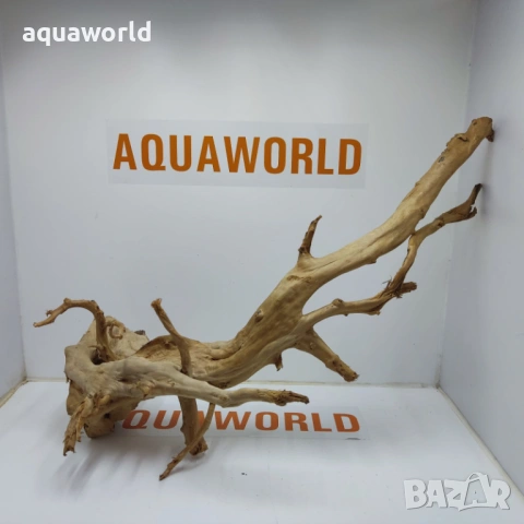 Корен Азалия 22