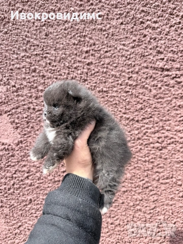 Две момичета и едно момче , снимка 3 - Померан - 53990305