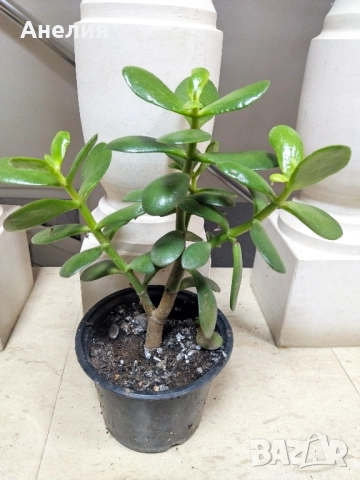 Дървото на живота красула, снимка 5 - Стайни растения - 52506277