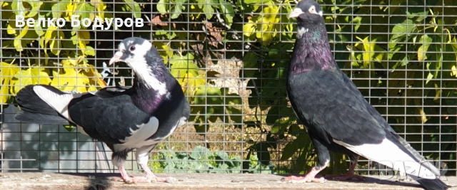 Пазарджишки високо летци. , снимка 8 - Гълъби - 52265511