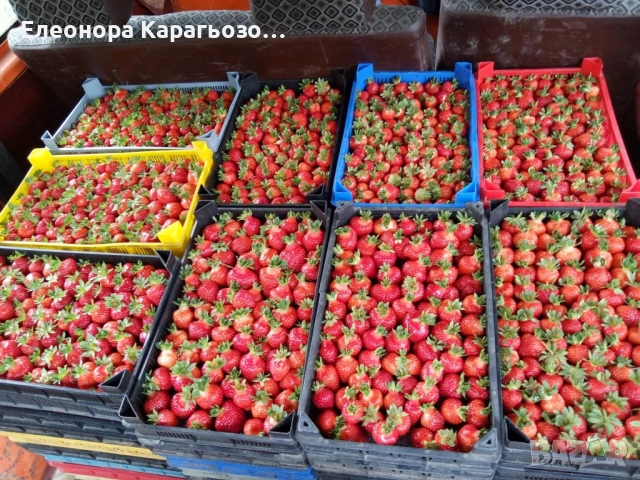 Разсад ягоди и малини, снимка 9 - Разсади - 53883890