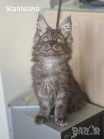 котенца Мейн Куун, снимка 10 - Мейн кун - 55670869