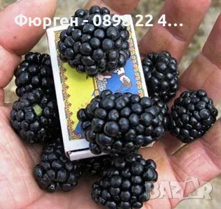 Къпина Лох Нес Без Бодли, снимка 3 - Разсади - 47597421