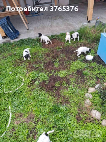 Английски пойнтер, снимка 3 - Пойнтер - 52475317