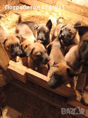 Белгийски овчарки-Малиноа, снимка 2 - Белгийска овчарка - 54051178