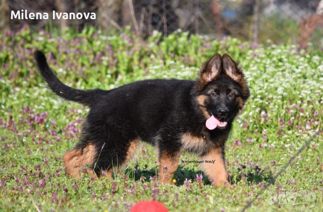 Женски немски овчарки от развъдник , снимка 7 - Немска овчарка - 54111204