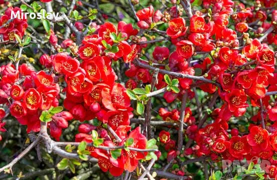 Японска Дюля/4 Налични цвята, снимка 5 - Градински цветя и растения - 50603139