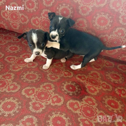 продавам пинчери , снимка 2 - Пинчер - 52777574