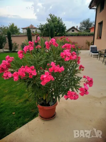 Продавам олеандър/зокум/ различни цветове, снимка 1