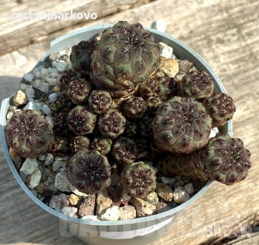 Sulcorebutia rauschii, снимка 2 - Стайни растения - 42030304