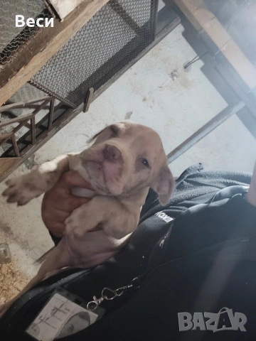 Американски булита стандарт , снимка 2 - Американски стафордширски териер - 53759227