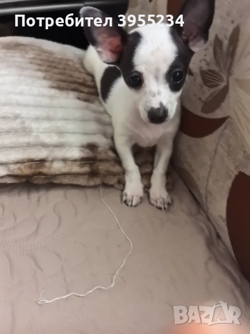 Продавам куче, снимка 2 - Пинчер - 52511636