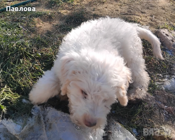 Продавам кученца лагото романьоло