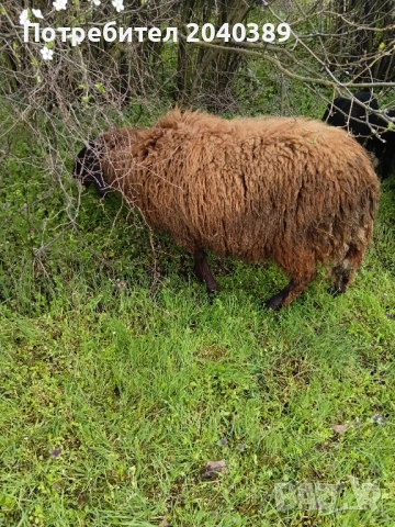 Миналогодишен скопен коч , снимка 5 - Овце - 54044771