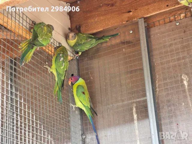 сливоглави александри