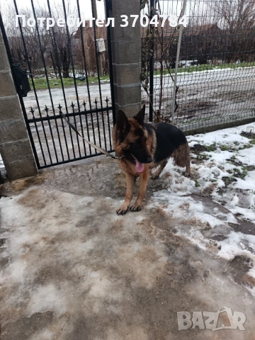 Продавам немска овчарка , снимка 4 - Немска овчарка - 53295434