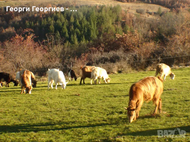 МЛАДИ КОЗИ ИЗГОДНО !!!, снимка 2 - Кози - 32341385