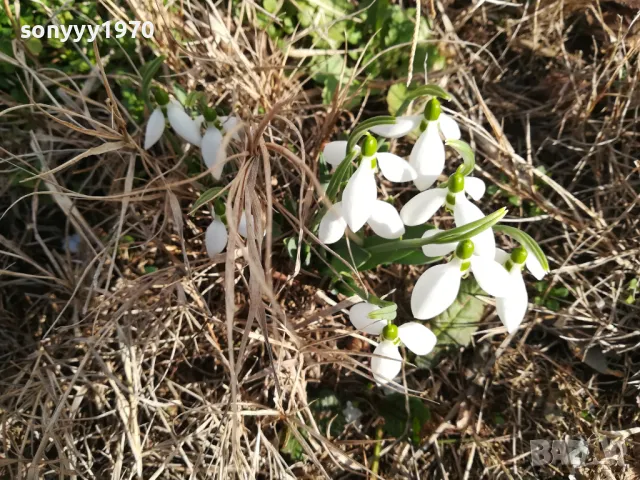 ЛОТ ЛУКОВИЦИ С КОКИЧЕТА В САКСИЯ 0202251645, снимка 12 - Градински цветя и растения - 48931567