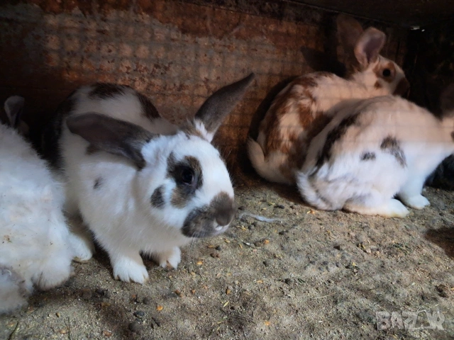 Продавам мъжки зайци, снимка 2 - Други - 54276784