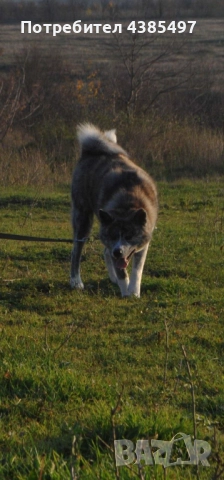 Акита Ину FCI женска, снимка 2 - Акита ину - 51955039