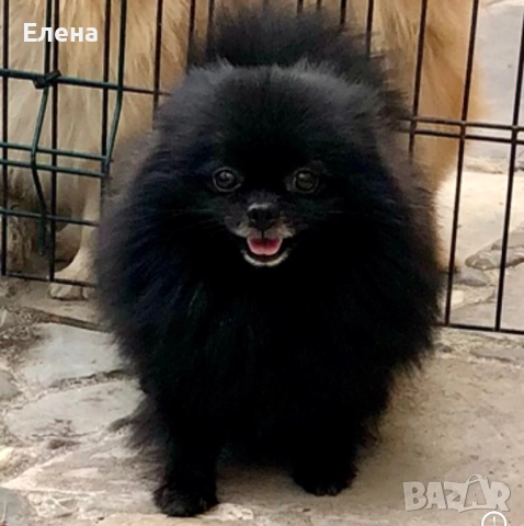 Померанчета, снимка 13 - Померан - 52631209