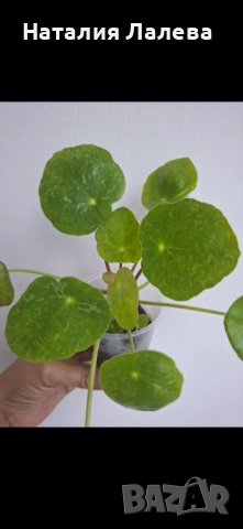 Пилея Шугър, pilea peperomioides Shugar