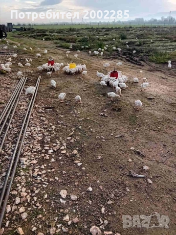 Малки пиленца порода Росс 308, снимка 2 - Кокошки и пуйки - 52366800